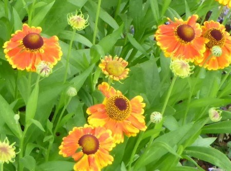 Bright daisy like petals in orange and yellow wit deep rust center on stems about 12 inches