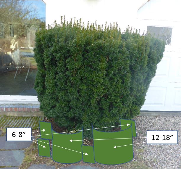 Side Entry Tips Design with Natives – Side Entry – Goldenrod Garden