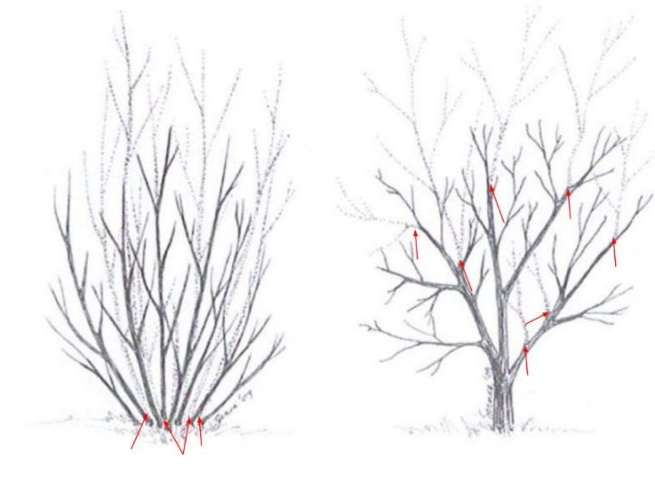 Pruning Sketch