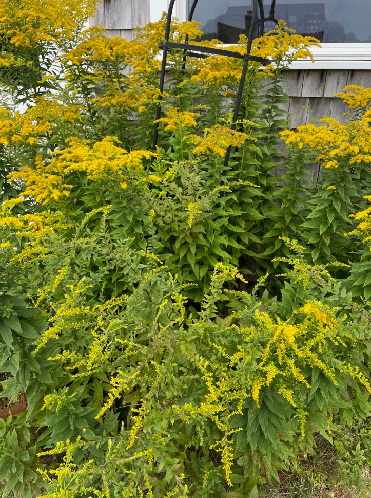 Goldenrod Root Rope Plant Profile – Goldenrod – Goldenrod Garden
